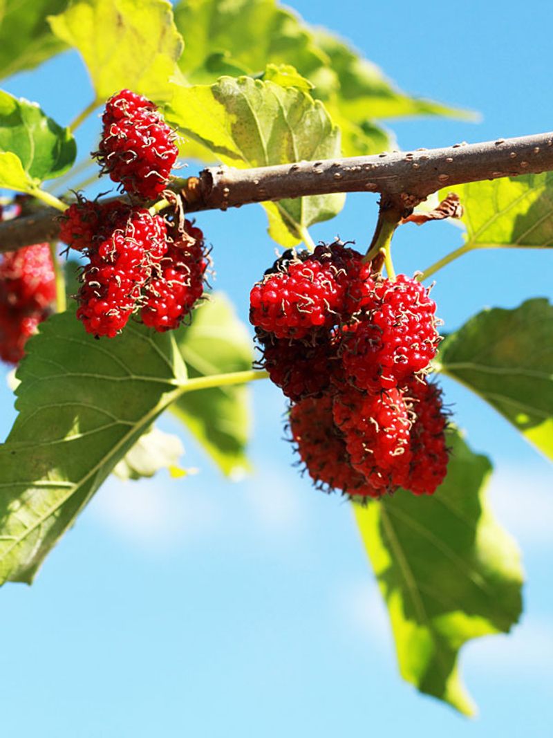 Red mulberry offers edible fruit from a real tree