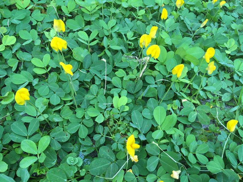 Choose groundcovers for conditions and traffic