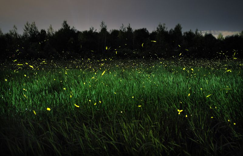 Reduce artificial light and broad-spectrum pesticides