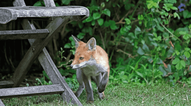 Reduce conflict without chasing the fox