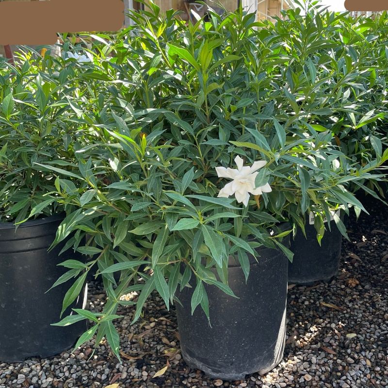 Reduce heat around the container and root zone Reduce heat around the container and root zone
