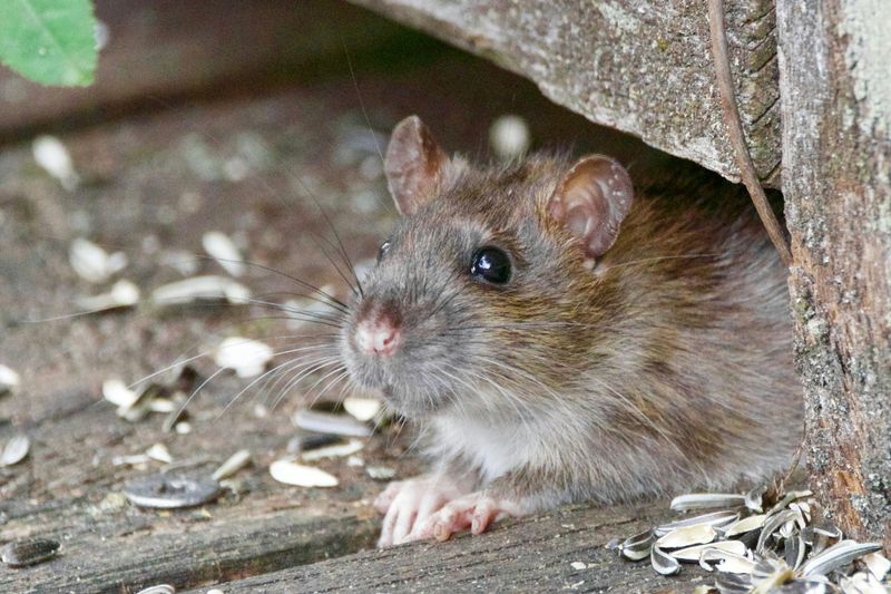 Reduce rat food and shelter while preserving safe wildlife habitat