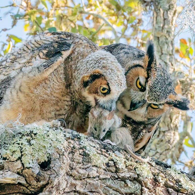 Reduce rodenticide risks to owls and other predators
