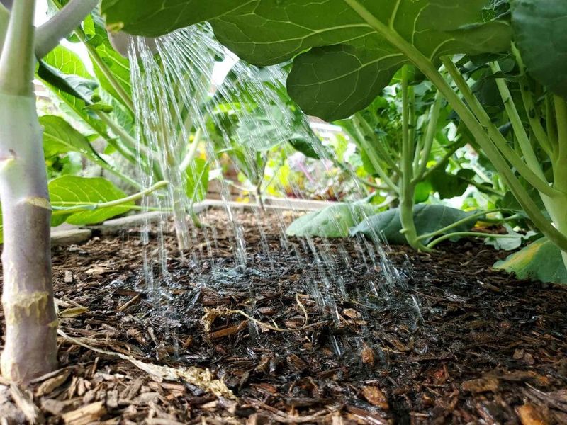 Reduce root-zone stress before chasing pollination fixes