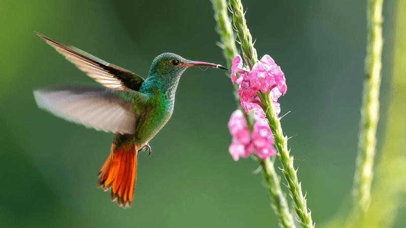 Small Changes Add Up to a Yard Hummingbirds Cannot Resist