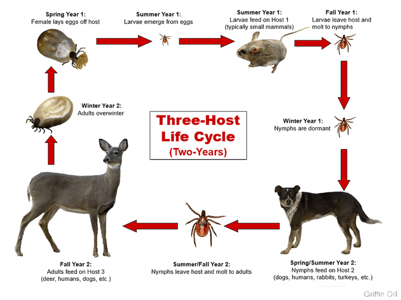 Tick Ecology Does Not Follow a Simple More-Lizards-Fewer-Ticks Rule