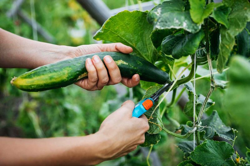 Remove Missed Cucumbers Without Injuring the Vine