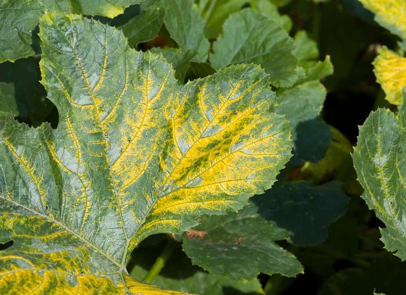 Remove a strongly progressive virus-like plant