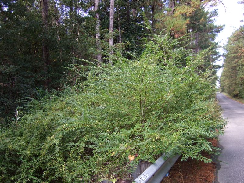 Remove an established privet with species-appropriate care