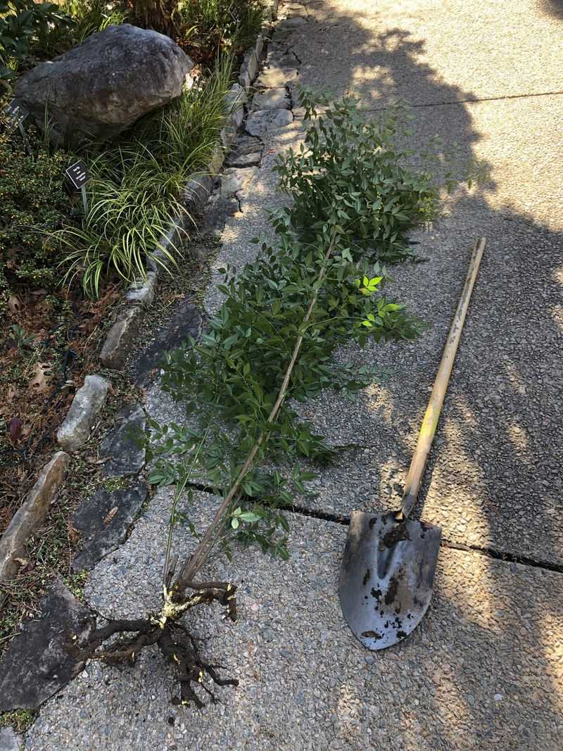 Remove berries, roots, and resprouts Remove berries, roots, and resprouts