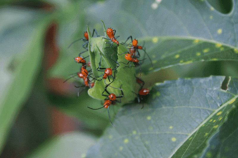 Remove clustered nymphs and egg masses first