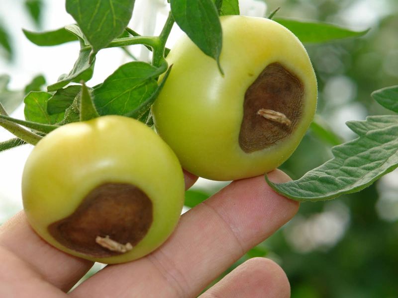 Remove damaged fruit and protect fruit that has not formed yet Remove damaged fruit and protect fruit that has not formed yet