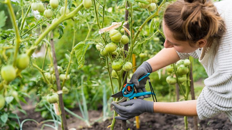 Remove damaged fruit and stabilize moisture for the next crop Remove damaged fruit and stabilize moisture for the next crop