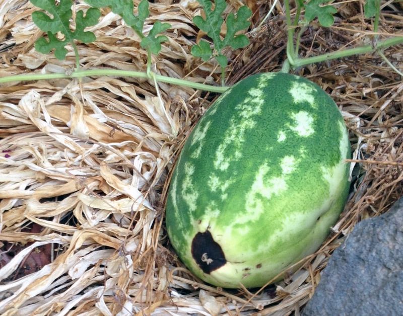 Remove fruit that is worsening or decaying