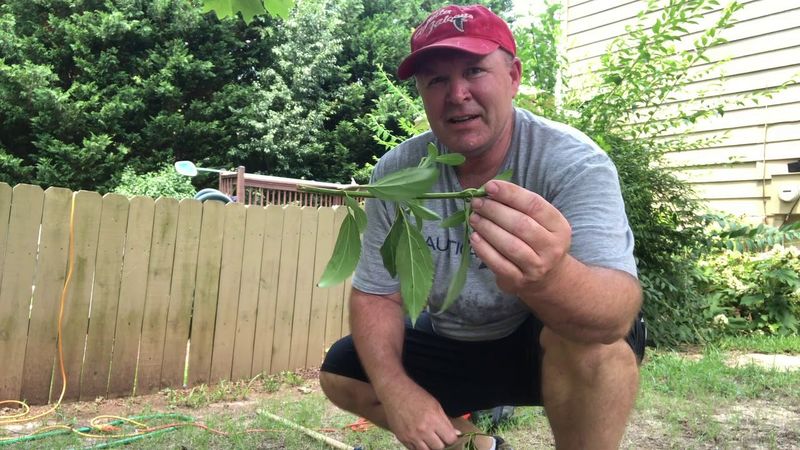 Remove spent clusters and pods, not productive stems