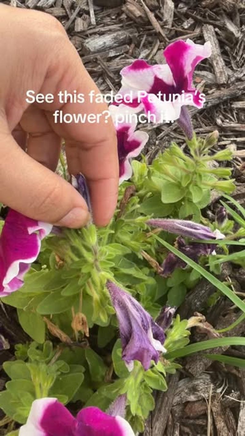 Remove the Faded Flower and the Seed Capsule Remove the Faded Flower and the Seed Capsule