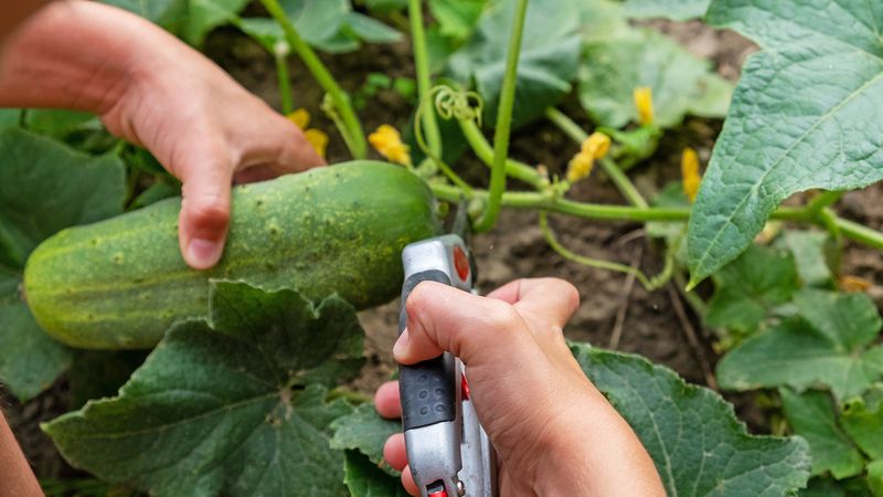 Remove the damaged fruit and protect the next harvest