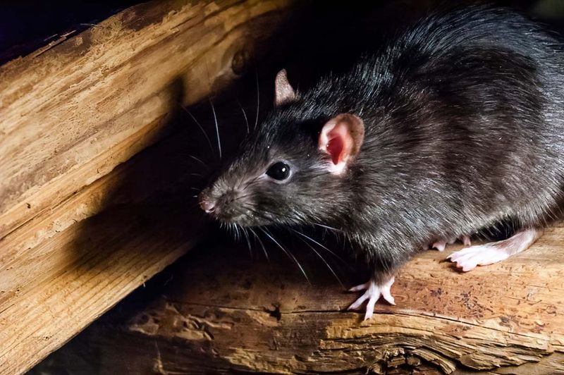 Remove the food and entrances that keep rats close Remove the food and entrances that keep rats close