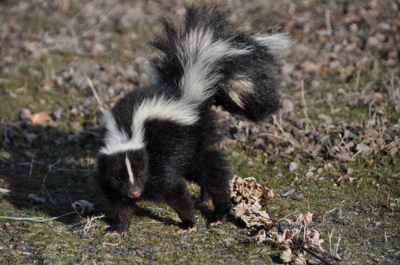 Remove the food sources that keep skunks returning Remove the food sources that keep skunks returning
