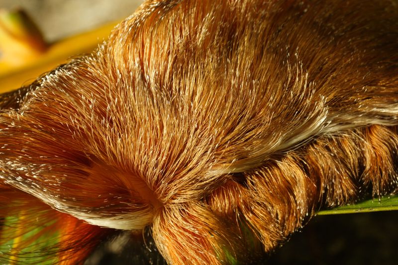 Remove the hairs and watch for serious symptoms