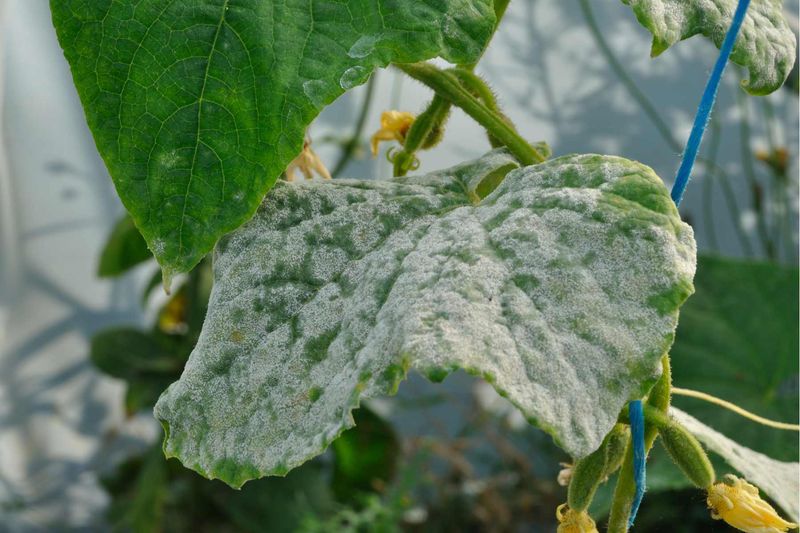 Remove the worst leaves while keeping healthy foliage Remove the worst leaves while keeping healthy foliage