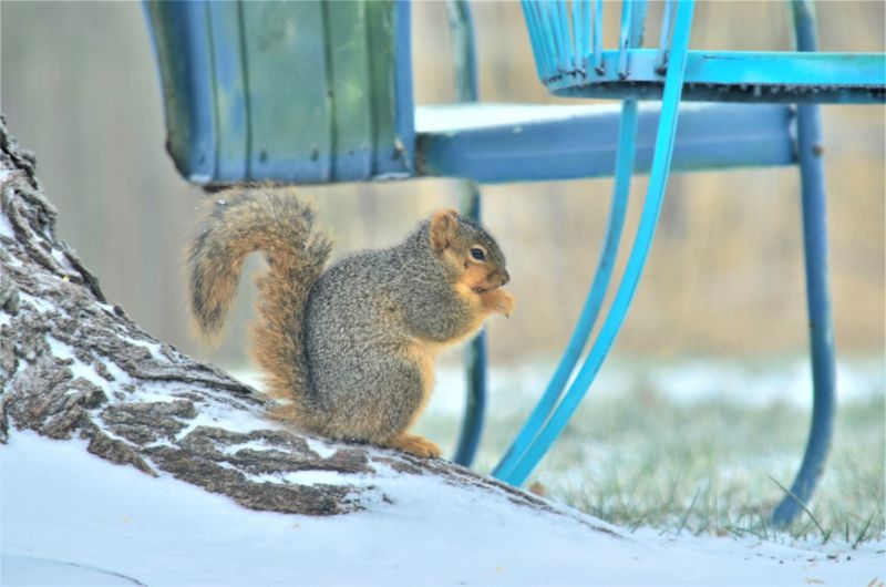 They Add Life to a Winter Yard