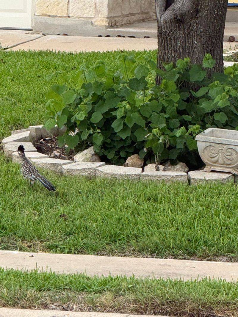 Renewed sightings suggest habitat use, not a verified return Renewed sightings suggest habitat use, not a verified return