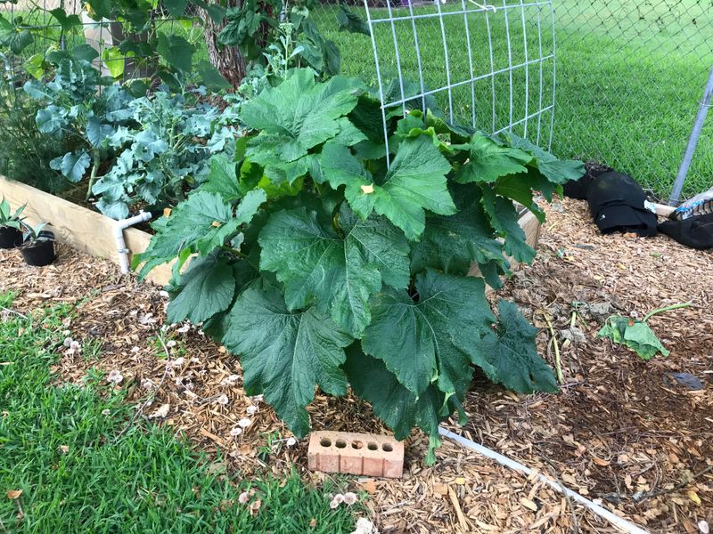 Repeated nitrogen feeding can delay fruiting