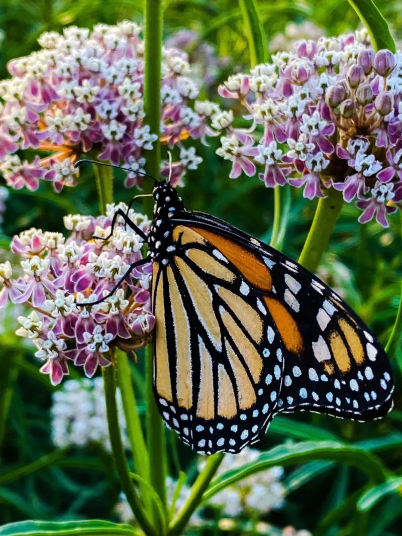 Replace tropical milkweed safely and monitor any temporary cutback