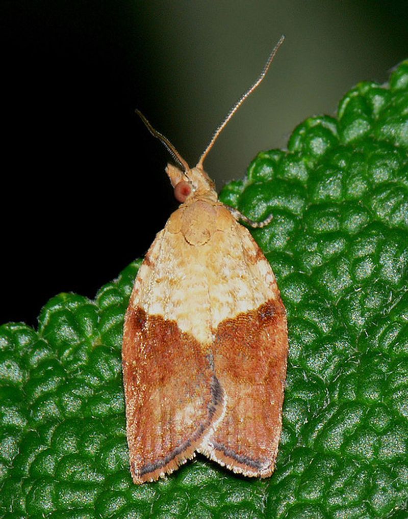 Report a genuinely unusual suspected invasive pest