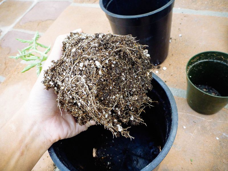 Repot when the container clearly limits the plant