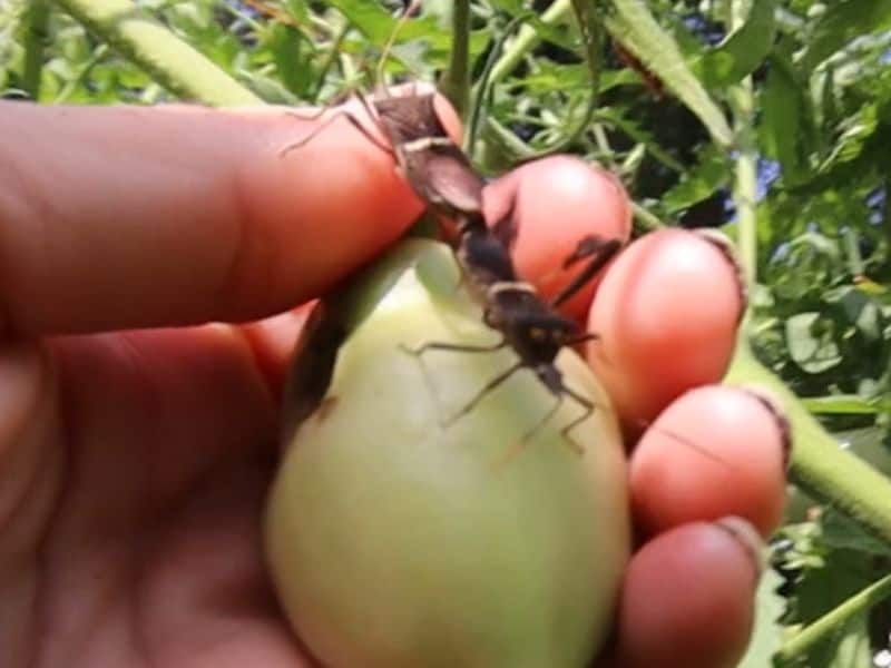 Reserve barriers and pesticides for justified cases