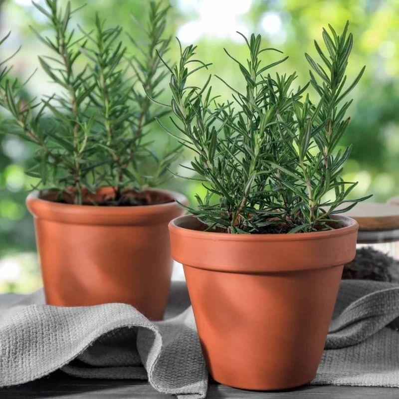 Reset the promise and identify the right rosemary Reset the promise and identify the right rosemary