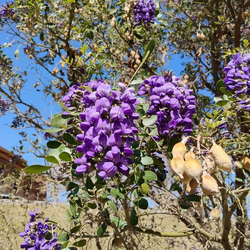 Respect the plant without overstating the threat