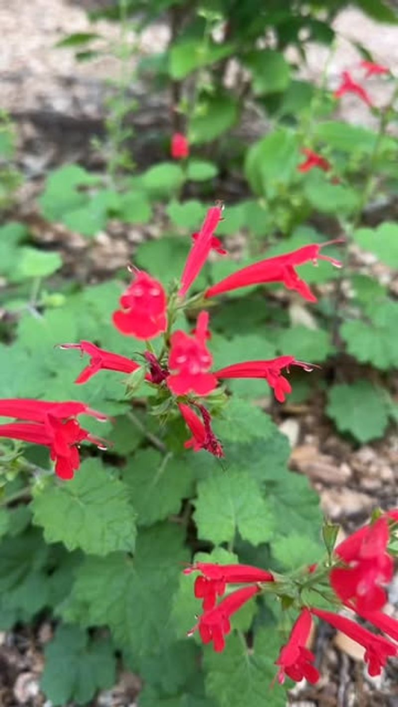 Respect the plant’s limits near coasts and storm exposure