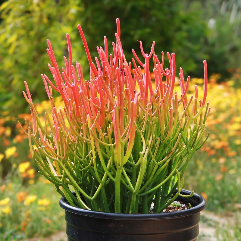 Respect the sap without treating the plant as a menace