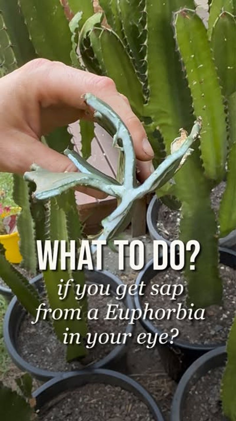 Respond immediately to sap on skin, in eyes, or in the mouth