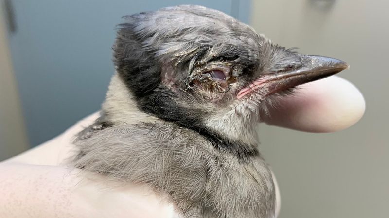 Respond safely when birds show signs of illness