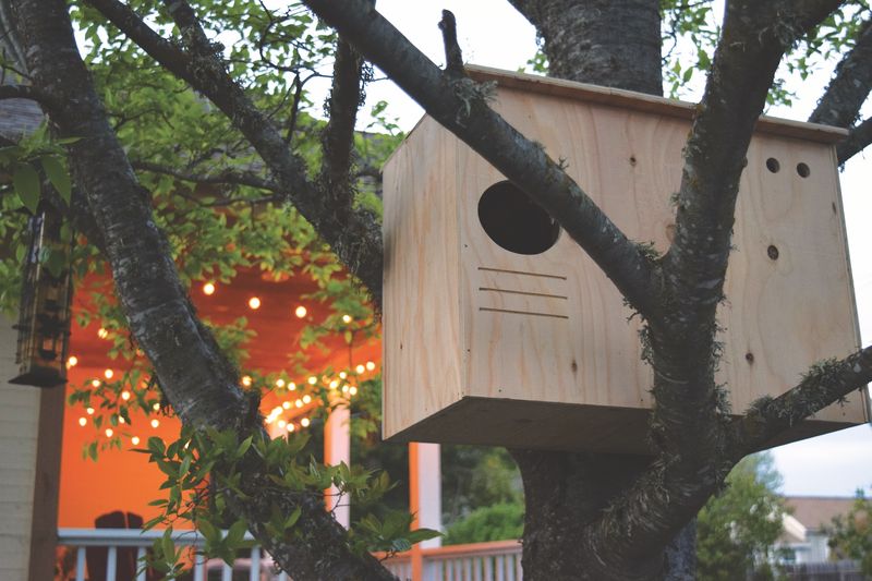 Responsible upkeep protects owls and homeowners