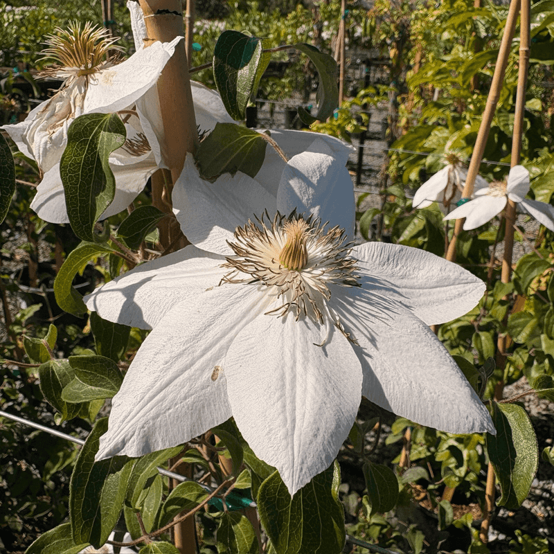 Restore the plant without overcorrecting