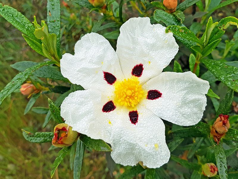 Rockrose (Cistus)