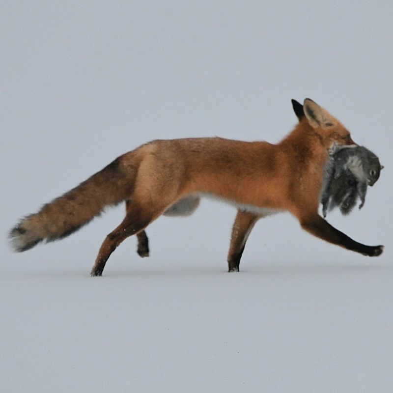 Rodent hunting may help, but it does not promise control