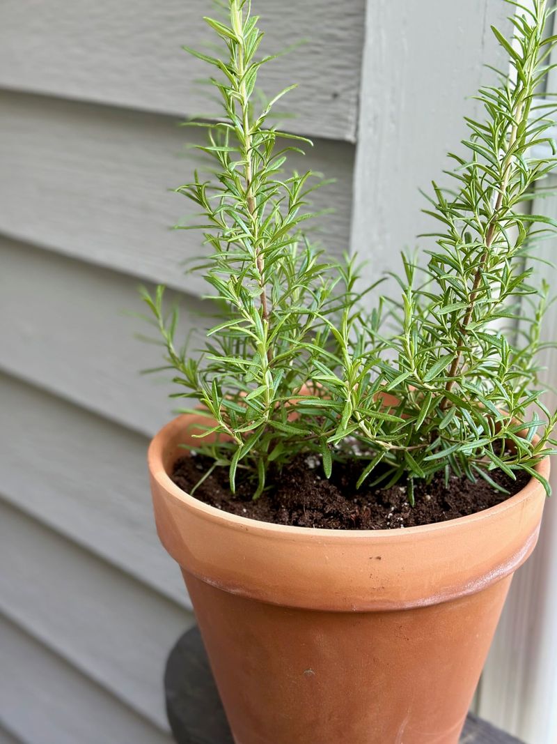 Grow rosemary successfully through Texas heat