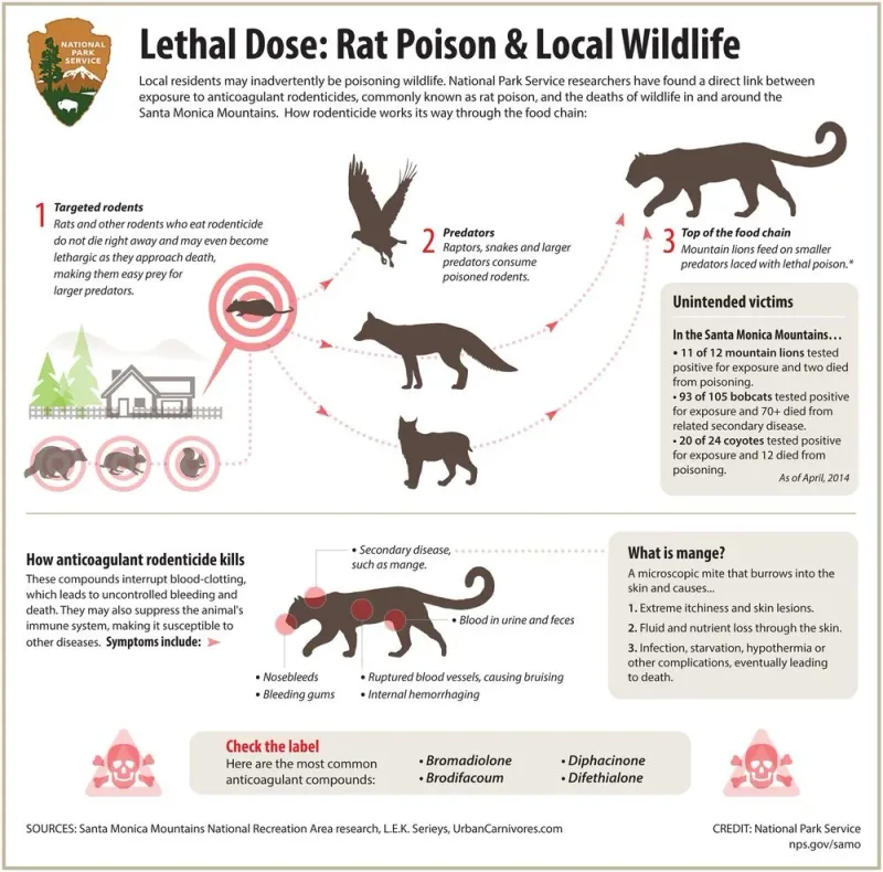 Rodenticide can expose owls and other predators to poison