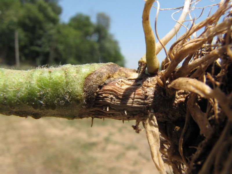 Root damage can block uptake even when water is present