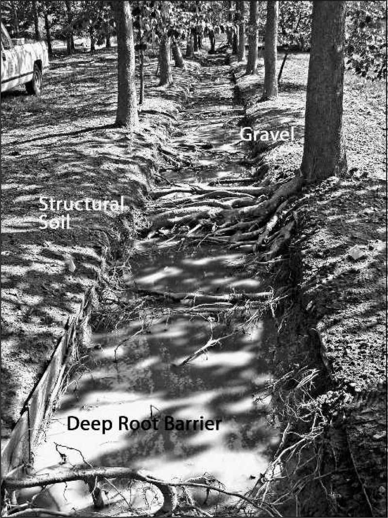 Rooting space matters more than a species promise beside pavement Rooting space matters more than a species promise beside pavement
