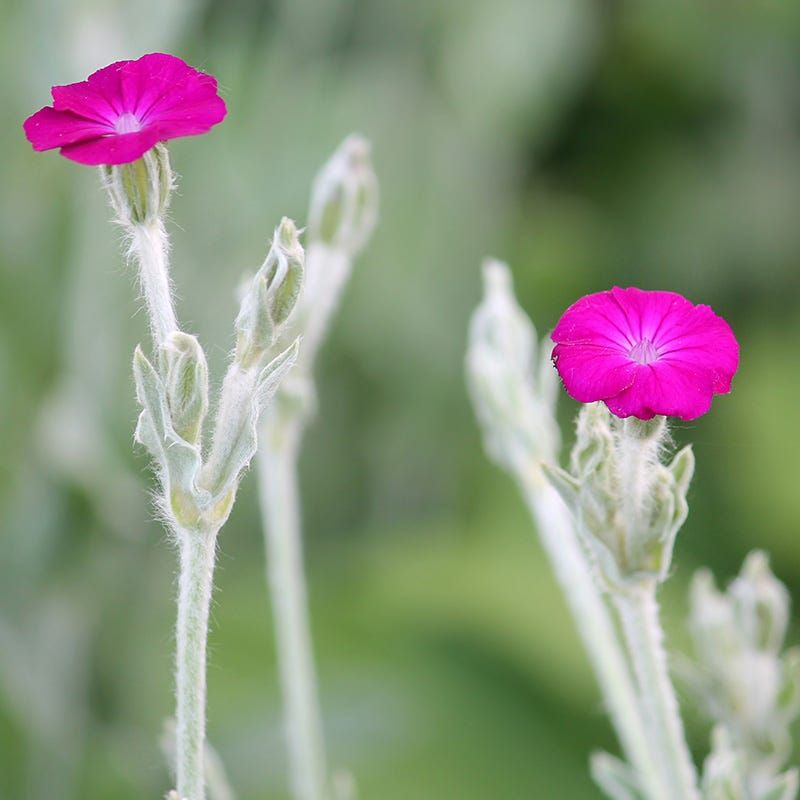 Rose Campion (Lychnis) Rose Campion (Lychnis)