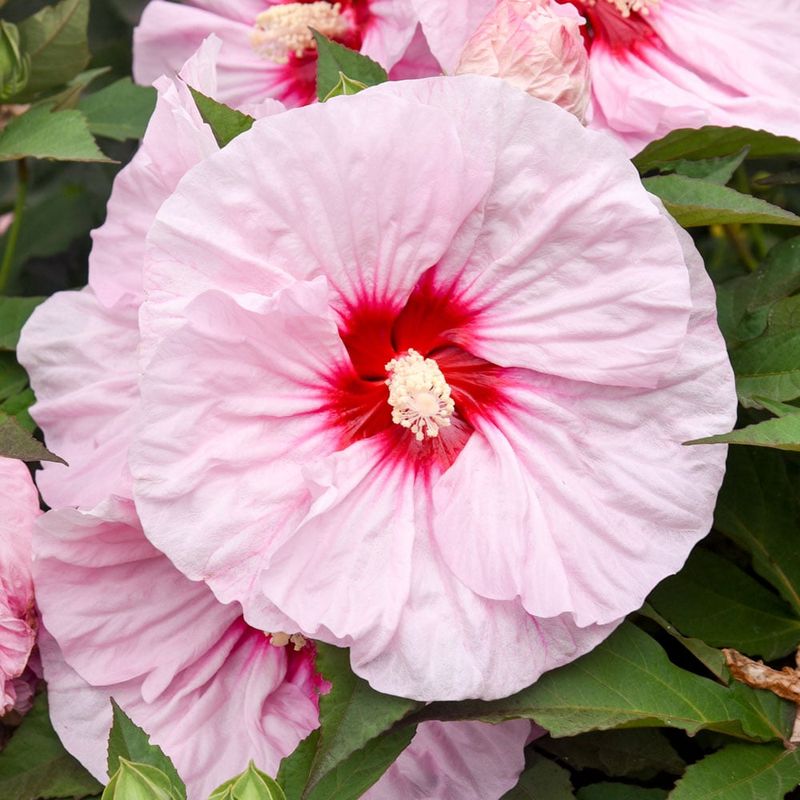 Rose Mallow / Hardy Hibiscus (Hibiscus moscheutos) Rose Mallow / Hardy Hibiscus (Hibiscus moscheutos)