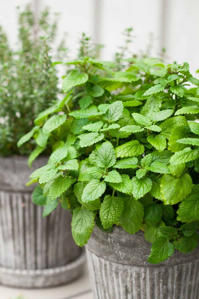 Lemon Balm