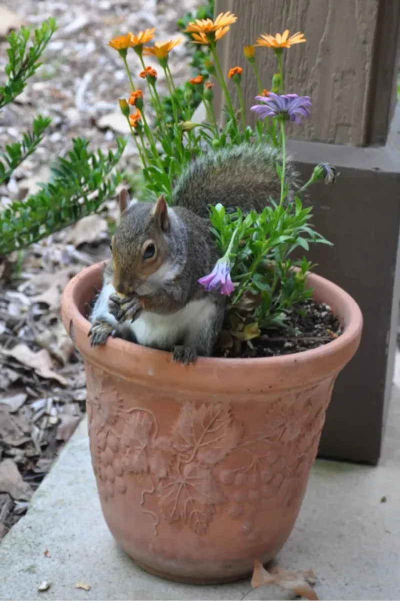 Rosemary Rosemary